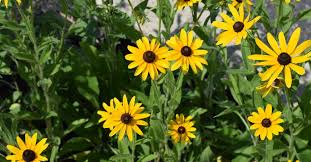 Attēlu rezultāti vaicājumam “Rudbeckia hirta var. pulcherrima flower”