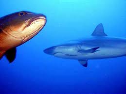 Image result for Carcharhinus brevipinna
