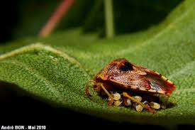 Attēlu rezultāti vaicājumam “Elasmucha grisea imago”