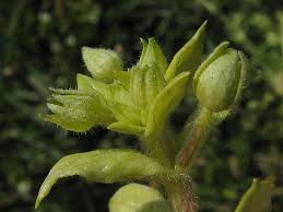 Attēlu rezultāti vaicājumam “Stellaria pallida”