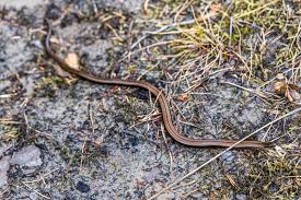 Attēlu rezultāti vaicājumam “Coronella austriaca adult”