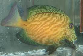 Image result for Ctenochaetus hawaiiensis