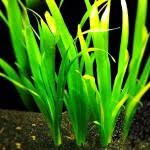 「水蘭」的圖片搜尋結果