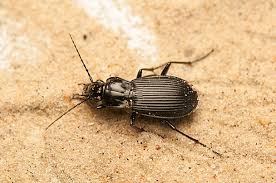 Attēlu rezultāti vaicājumam “Pterostichus niger”