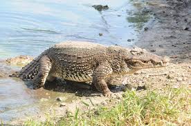 Image result for Crocodylus acutus