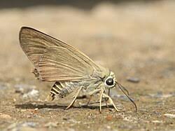 Attēlu rezultāti vaicājumam “Badhamia bethelii”