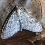 Attēlu rezultāti vaicājumam “Trichopteryx carpinata”