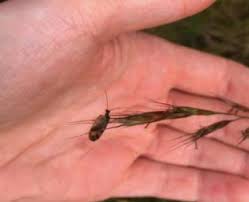 Attēlu rezultāti vaicājumam “Hemerobius perelegans”