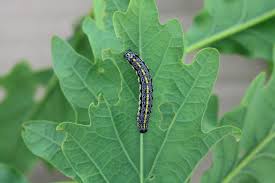 Attēlu rezultāti vaicājumam “Orthosia miniosa larva”