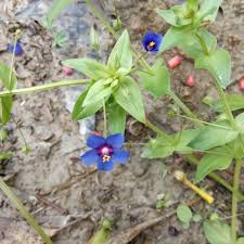 Image result for Anagallis arvensis