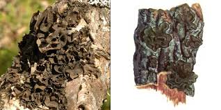 Attēlu rezultāti vaicājumam “Leptogium saturninum”