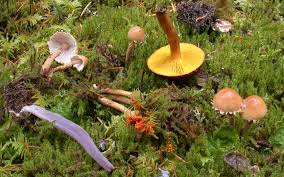 Attēlu rezultāti vaicājumam “Physarum rubiginosum”