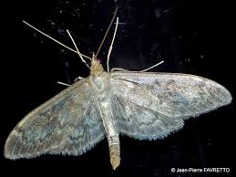 Attēlu rezultāti vaicājumam “Anania lancealis”