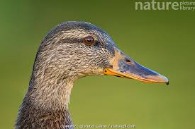 Attēlu rezultāti vaicājumam “Anas platyrhynchos”