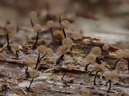 Attēlu rezultāti vaicājumam “Cribraria rubiginosa spores”