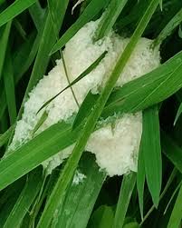 Attēlu rezultāti vaicājumam “Didymium spongiosum macro”