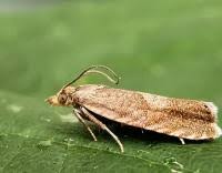 Attēlu rezultāti vaicājumam “Dichrorampha simpliciana”