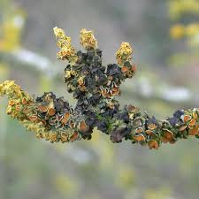 Attēlu rezultāti vaicājumam “Xanthoriicola physciae”