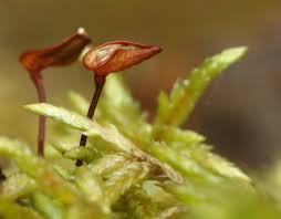 Attēlu rezultāti vaicājumam “Buxbaumia aphylla”