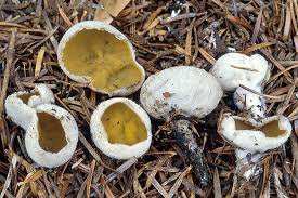 Attēlu rezultāti vaicājumam “Sowerbyella radiculata”