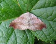 Attēlu rezultāti vaicājumam “Laspeyria flexula”