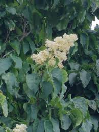 Attēlu rezultāti vaicājumam “Syringa reticulata subsp. amurensis leaf”