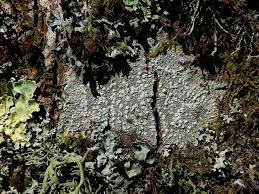 Attēlu rezultāti vaicājumam “Pertusaria amara”