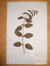 Attēlu rezultāti vaicājumam “Mentha x verticillata leaf”