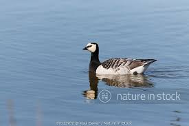 Attēlu rezultāti vaicājumam “Branta leucopsis adult”