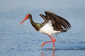 Attēlu rezultāti vaicājumam “Ciconia nigra adult”