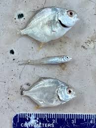 Image result for Trachinotus falcatus