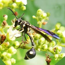 Attēlu rezultāti vaicājumam “Eumenes sp.”