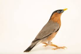 Attēlu rezultāti vaicājumam “Cribraria oregana stalked”