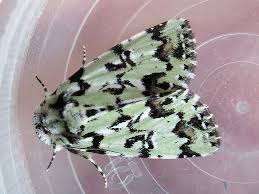 Attēlu rezultāti vaicājumam “Moma alpium”