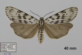 Attēlu rezultāti vaicājumam “Coscinia cribraria imago”