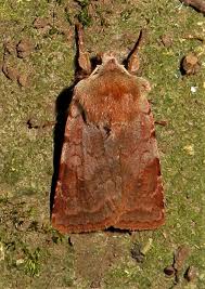 Attēlu rezultāti vaicājumam “Cerastis rubricosa”