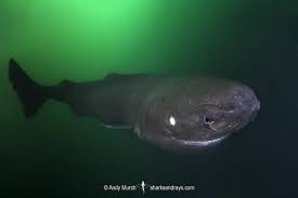 Image result for Somniosus microcephalus