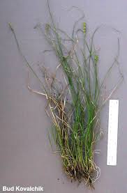 Attēlu rezultāti vaicājumam “Carex remota fruit”