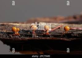 Attēlu rezultāti vaicājumam “Hemitrichia clavata spores”