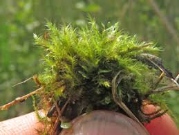 Attēlu rezultāti vaicājumam “Campylium protensum sporophyte”