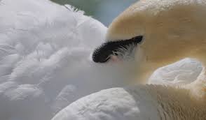 Attēlu rezultāti vaicājumam “Cygnus olor”