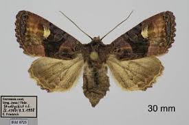 Attēlu rezultāti vaicājumam “Euplexia lucipara”