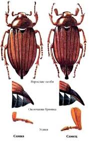 Attēlu rezultāti vaicājumam “Melolontha hippocastani”