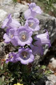 Image result for Campanula formanekiana