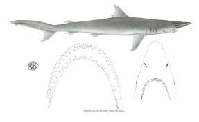 Image result for Carcharhinus brevipinna