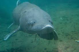 Image result for Acipenser transmontanus