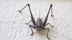 Attēlu rezultāti vaicājumam “Nepa cinerea imago”