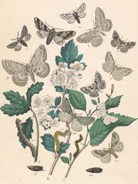 Attēlu rezultāti vaicājumam “Cabera exanthemata female”