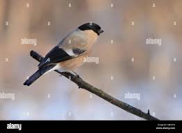 Attēlu rezultāti vaicājumam “Pyrrhula pyrrhula female”