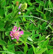 Attēlu rezultāti vaicājumam “Trifolium medium bud”